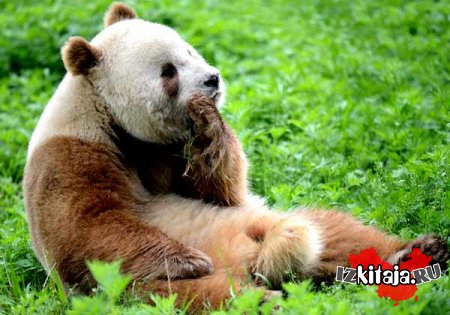 Коричневые панды Циньлиньских гор